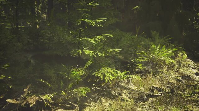 Green shadow play with fern highlights and dark trunk silhouettes, dynamic contrast of light and shade, cinematic mood for wellness and mindful branding