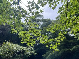 Fototapeta premium 光に透ける青もみじの葉、日本の自然の静寂