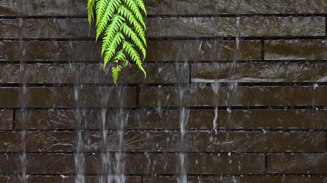 Licorice Fern, Polypodium glycyrrhiza, hanging over a rock brick wall with water flowing over it, garden feature waterfall
