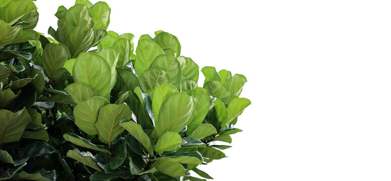 A green fiddle leaf fig bush with big leaves