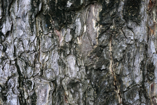 Tree bark background