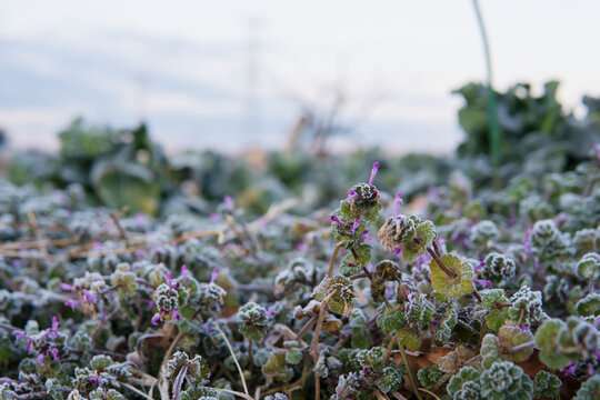 冬でも霜に覆われて咲くホトケノザ（Lamium amplexicaule）／
日本埼玉県・2月