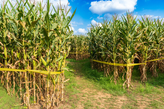A corn field that is designed as a corn maze. A cultural setting for Halloween in the US. Parents will bring their kids to outdoor activities like pumpkin patch, hide and seek in corn mazes, scavenger