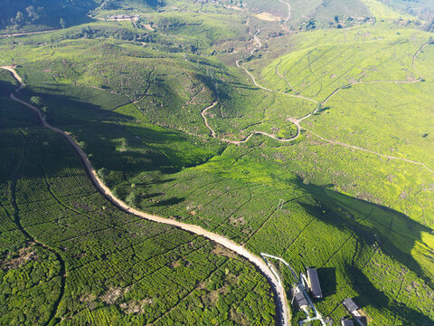 Drone View of Tea Plantation Valley With Country Roads