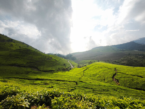 Sunburst Over Lush Tea Plantation Hills in West Java