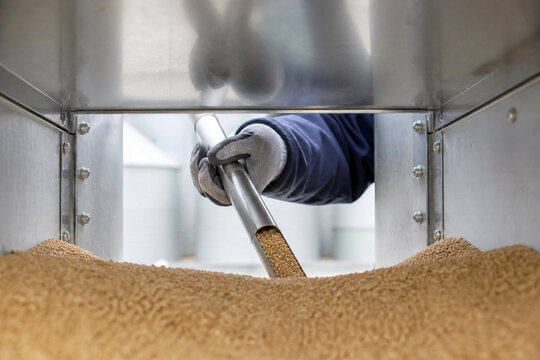 Worker using metal probe tool to sample grain quality inside industrial silo storage facility. Concept of agriculture inspection, quality control, food safety, and crop harvest testing procedures.