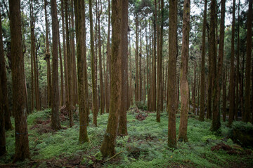 Fototapeta premium Hiking trails on Alishan in Nantou County, Taiwan
