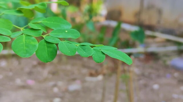 Close-up of fresh moringa leaves blowing in the wind.