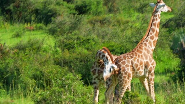 Two giraffes fighting with the horns in slow motion