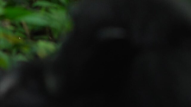 Portrait of a chimpanzee looking at the camera. Close-up