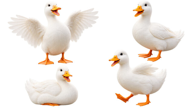 Collection of Cute White Ducks in Different Poses, Isolated on Transparent Background