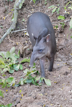 Lowland Tapir (Tapirus terrestris) Feeding on Clay Riverbank, Manu National Park, Peru