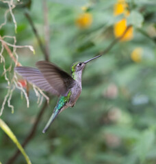 Naklejka premium Female White-necked Jacobin (Florisuga mellivora), hovering in air, Peru