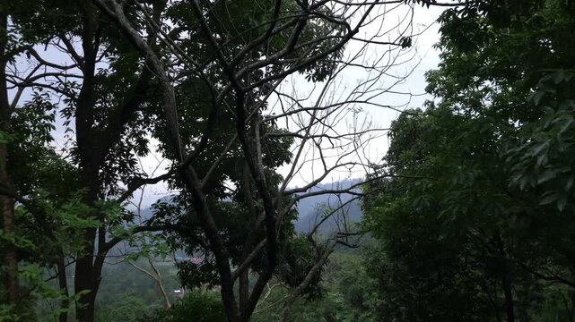 Darjeeling Hill Road with Traffic Through Lush Green Mountains, West Bengal India 4K Stock Footage