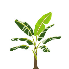 Fototapeta premium Vector illustration of a tropical banana tree with large green leaves isolated on a white background