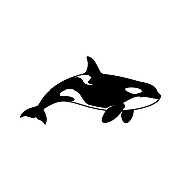 Orca whale silhouette swimming vector illustration