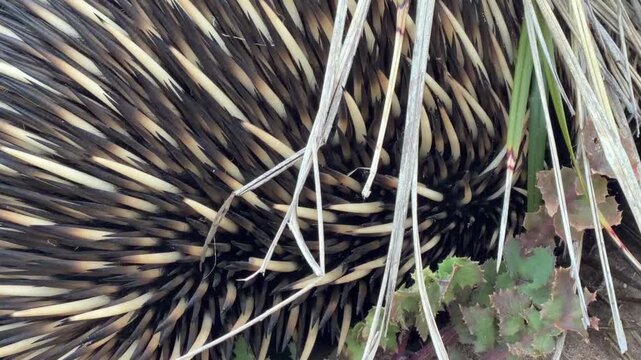 Short beaked echidna (Tachyglossus aculeatus) quills close up walking along a sandy track on the Fleurieu Peninsula in South Australia in 4K footage