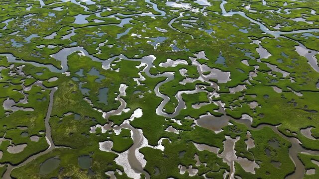 A myriad of channels meander through an extensive, sunlit salt marsh on the coast of Cape Cod, MA. Marshes provide critical habitat for many birds, fish, and invertebrates to feed, mate, and nest.