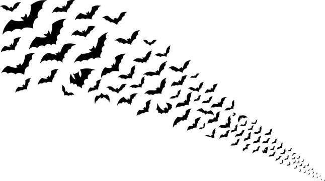 Halloween bats swarm silhouette, black flying bat colony trail on white background, spooky animal flock for gothic party decor