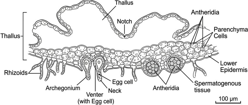 Biological Diagram of Liverwort Reproductive Structures Isolated