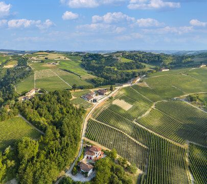 Aerial view of the rolling vineyards of Monforte d'Alba with lush green hills, rows of grapevines, and scattered farmhouses under a blue sky in Monforte d'Alba, Piedmont, Italy.