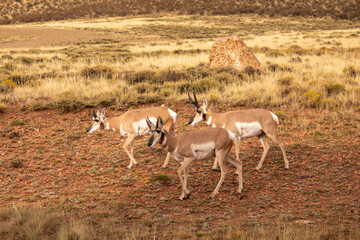 Naklejka premium Pronghorn group walking together across the open sagebrush plains and high desert landscape of Wyoming.