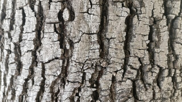 tree bark texture
