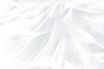 Beautiful white gray feather wooly pattern texture background © nadtytok28