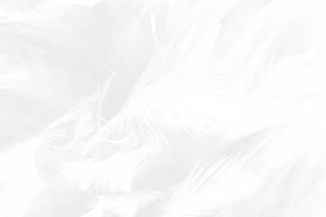 Beautiful white gray feather wooly pattern texture background © nadtytok28