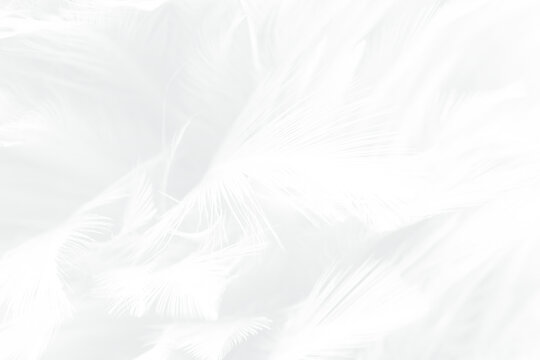 Beautiful white gray feather wooly pattern texture background