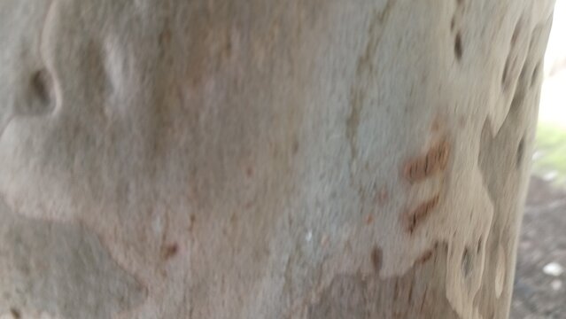 Gumtree bark texture