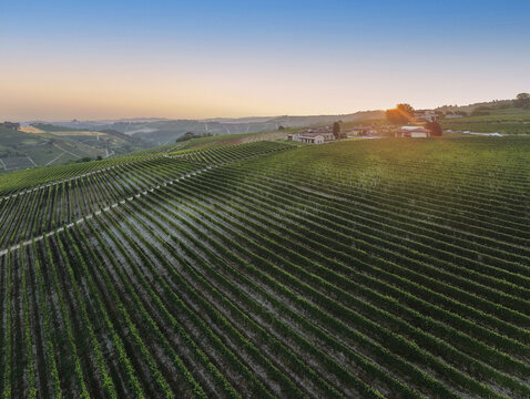 Aerial view of rolling vineyards at sunset with golden light illuminating the rows of vines and surrounding hills in Monforte d'Alba, Piedmont, Italy.