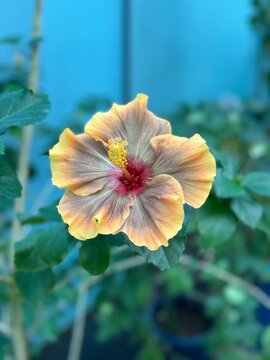 Macro shot of yellow and brown hibiscus flower blooming