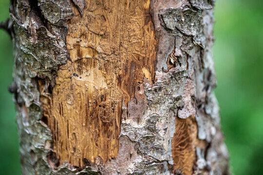 Tree trunk damaged by wood-boring bark beetle insects and secondary scavenging