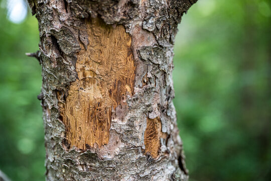 Close-up of rough tree bark with a patch of exposed wood. Earthy patterns with soft-focus. Abstract nature background and texture.