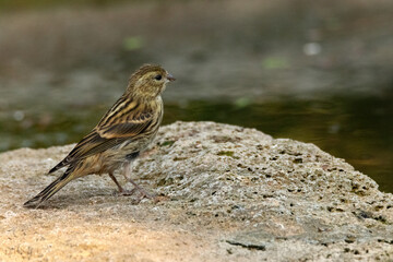 Un joven Verdecillo o serín verdecillo (Serinus serinus) en la charca  © FranciscoJose