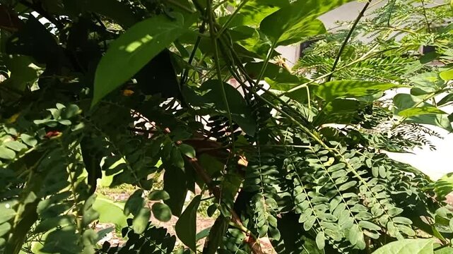 Fresh kaffir lime leaves 