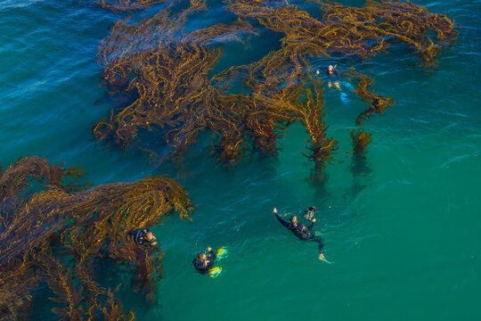 Aerial view of snorkelers swimming through a dense kelp forest in the clear turquoise waters of Laguna Beach, California, United States.