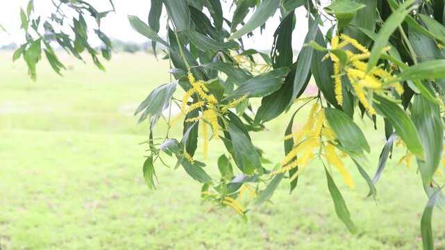 Yellow Earleaf acacia flowers (Acacia auriculiformis) hang down from lush green branches, swaying in the breeze in the park, against a soft and bright backdrop. Taken in Kayin State, Myanmar.
