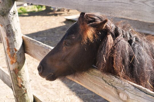 Portrait of a thoughtful brown pony with a mane braided in pigtails standing near a wooden paddock near the stables in summer and autumn as a pet care concept