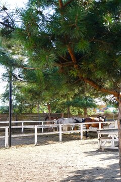 Horses stand calmly under the shade of trees in a quiet paddock, creating a serene scene. The tranquil environment highlights the harmonious relationship between nature and animals. 