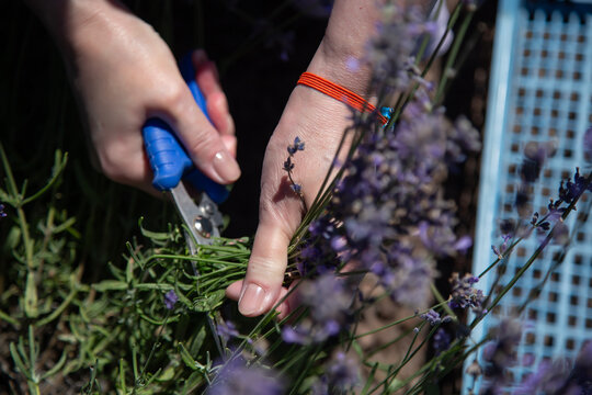 Woman harvesting fresh purple lavender in garden using modern battery grass shears. Eco-friendly agriculture, clean technology, organic farming, and sustainable botanical herb harvesting concept.