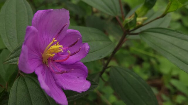 Close-up footage of a beautiful purple Melastoma malabathricum flower blooming among lush green foliage. The delicate five-petaled flower and prominent yellow stamens create a vibrant natural scene