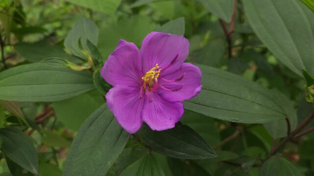 Close-up footage of a beautiful purple Melastoma malabathricum flower blooming among lush green foliage. The delicate five-petaled flower and prominent yellow stamens create a vibrant natural scene