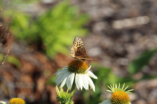 butterfly on flower, William Hawrelak Park, Edmonton, Alberta