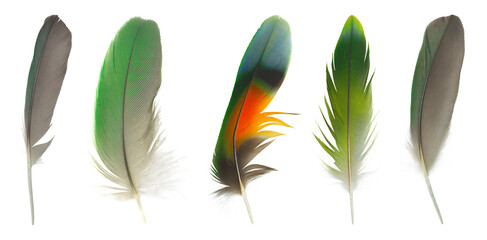 Beautiful set collection feather isolated on white background © nadtytok28
