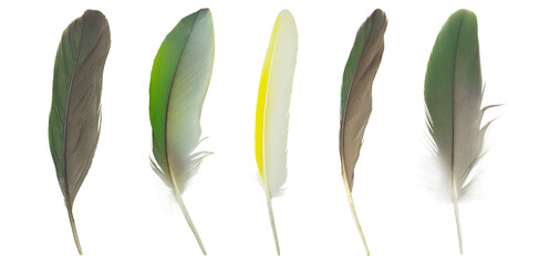 Beautiful set collection feather isolated on white background © nadtytok28