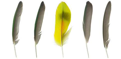 Beautiful set collection macaw parrot feather isolated on white background © nadtytok28