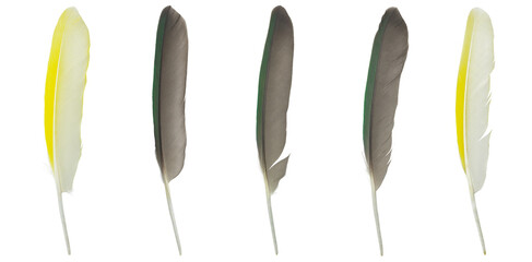 Beautiful set collection macaw parrot feather isolated on white background © nadtytok28