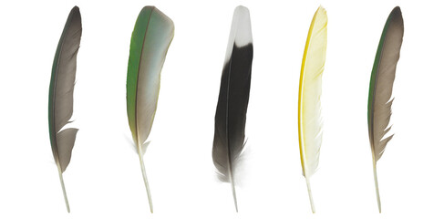 Beautiful set collection macaw parrot feather isolated on white background © nadtytok28